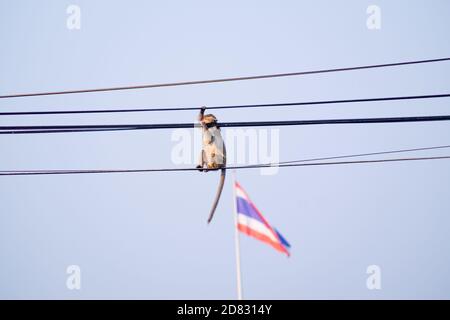 Affe sitzt auf elektrischen Drähten in thailand Stockfoto