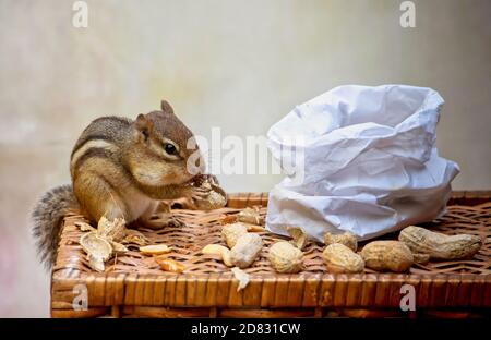 Ein vielbeschäftigter Chipmunk knabbert an einer Tüte Erdnüsse Auf einem Korbtisch Stockfoto