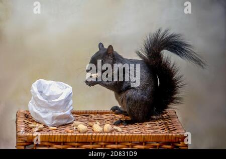 Großes schwarzes Eichhörnchen knabbert glücklich auf Erdnüssen aus einer Tasche Auf einem Weidentisch weggelassen Stockfoto