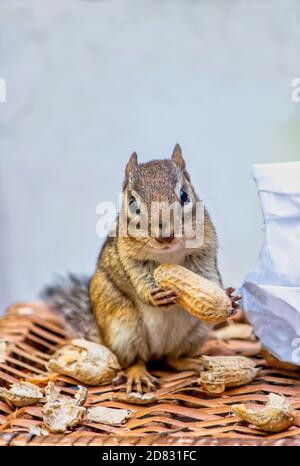 Kleiner Chipmunk posiert mit einem leckeren Erdnussjause und hält Eine Erdnuss in der Schale fast so groß wie sie Ist Stockfoto