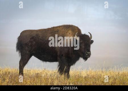 Bison im Nebel. Brunnen Wohnungen, Yellowstone National Park, Wyoming. Stockfoto