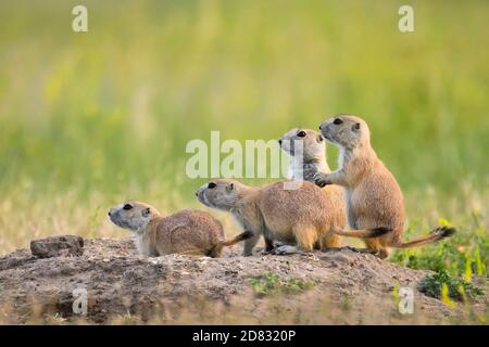 Black-tailed Prairie Dogs in Roberts Prairie Dog Town im Badlands National Park, South Dakota. Stockfoto