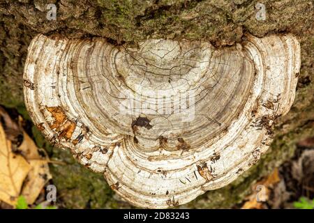 Bracket Pilz wächst auf der Seite eines Baumes. Stockfoto