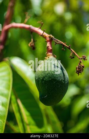 Junge Mangofrucht, grün und unreif, auf einem Baum in einem heimischen Garten, Australien, subtropisches Klima, auf dem Baum Stockfoto