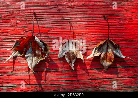 Milano -10/101/2020: Drei Herbstblätter auf einem Holzbrett mit abblätternder roter Farbe Stockfoto