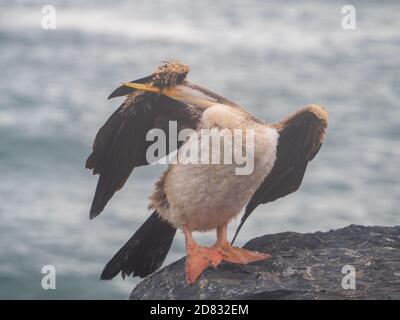 Oh, die Schande! Ein lustiges, albernes Foto, ein australasischer Darter-Vogel, scheint ihr Gesicht unter seinem Flügel zu verstecken, sitzt auf einem Felsen am Meer Stockfoto