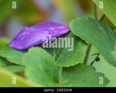 Ein violettes Blütenblatt, frisch mit Regentropfen, die auf einem Bett mit grünen Blättern im Garten ruhen Stockfoto