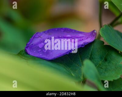 Ein violettes Blütenblatt, frisch mit Regentropfen, die auf einem Bett mit grünen Blättern im Garten ruhen Stockfoto