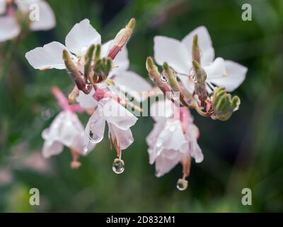 Die nassen, blasssten rosa Gaura oder die wirbelnden Schmetterlinge blühen und ihre Stiele, Wassertropfen hängen am Ende ihrer Staubgefäße und stehen glitzern hervor Stockfoto