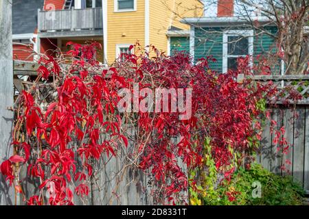 Ein Holzzaun mit Feuer oder karmesinroten Herbstreben von schleichenden Blättern.Es gibt bunte mehrere Holzgebäude im Hintergrund. Stockfoto