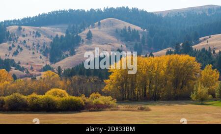 Lebendiges Herbstlaub in den Bergen des Bridger Canyon, Montana Stockfoto