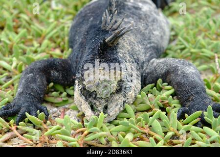 Ecuador Galapagos Inseln - Santa Cruz Insel Meer iguana Sonnenbaden Galapagos Beach in Tortuga Bay Stockfoto