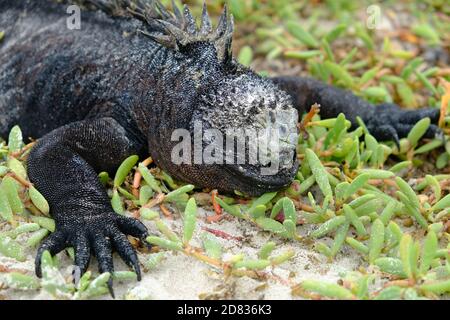 Ecuador Galapagos Inseln - Santa Cruz Insel Meer iguana Sonnenbaden Galapagos Beach in Tortuga Bay Stockfoto