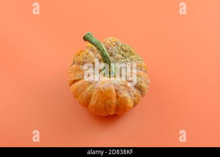 Schimmelig verfault Halloween Urlaub kleine Kürbis Dekoration auf orangenen Hintergrund Stockfoto