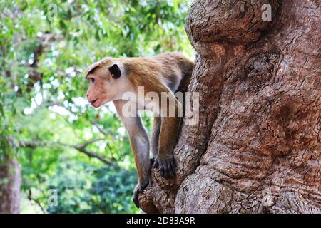 Ein asiatischer Affe, der nach Nahrung sucht Stockfoto