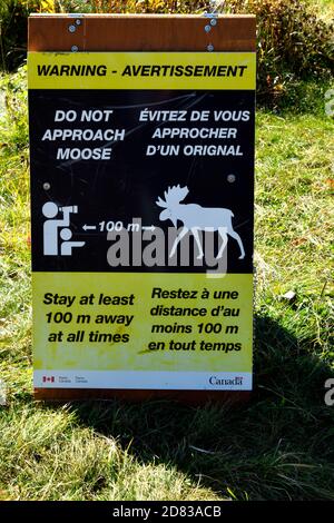 Ein Warnschild von Parks Canada, das Wanderer und Reisende vor den Gefahren wilder Elche im Jasper National Park warnt. Stockfoto