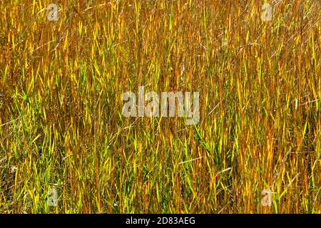 Ein horizontales Bild von wildem Gras, das die Farben des Herbstes im ländlichen Alberta Canada färbt. Stockfoto