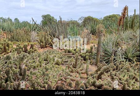 Großer Kaktusgarten mit vielen verschiedenen Arten Stockfoto