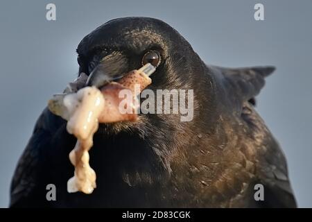 Pacific Grove, Kalifornien, USA. Oktober 2020. Eine Krähe essen Tintenfisch Kredit: Rory Merry/ZUMA Wire/Alamy Live News Stockfoto