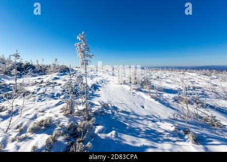 Die unberührte Natur des Zeya Reservats. Schneebedeckte Weihnachtsbäume stehen auf einem verschneiten Berg Stockfoto