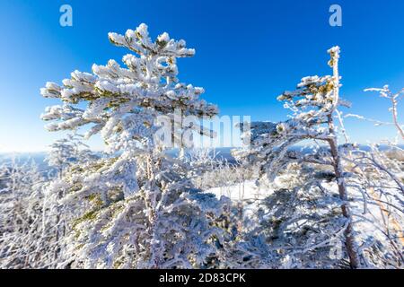 Die unberührte Natur des Zeya Reservats. Schneebedeckte Weihnachtsbäume stehen auf einem verschneiten Berg Stockfoto