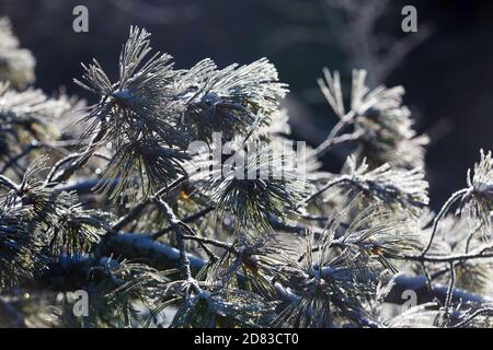 Die unberührte Natur des Zeya Reservats. Schneebedeckte Weihnachtsbäume stehen auf einem verschneiten Berg Stockfoto