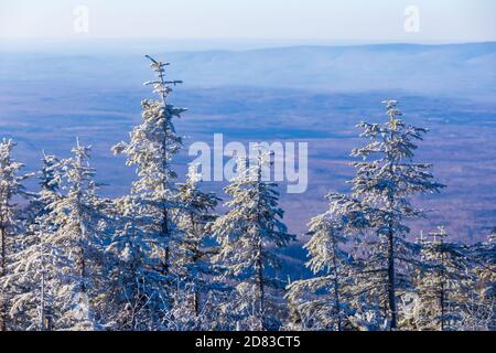 Die unberührte Natur des Zeya Reservats. Schneebedeckte Weihnachtsbäume stehen auf einem verschneiten Berg Stockfoto