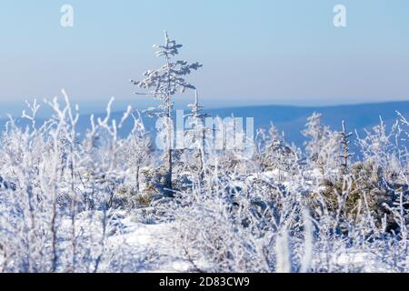 Die unberührte Natur des Zeya Reservats. Schneebedeckte Weihnachtsbäume stehen auf einem verschneiten Berg Stockfoto