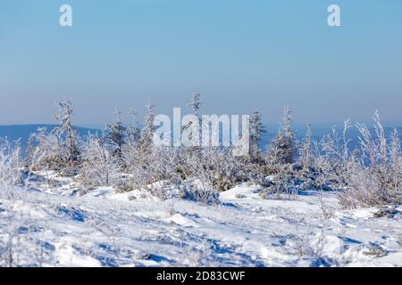 Die unberührte Natur des Zeya Reservats. Schneebedeckte Weihnachtsbäume stehen auf einem verschneiten Berg Stockfoto