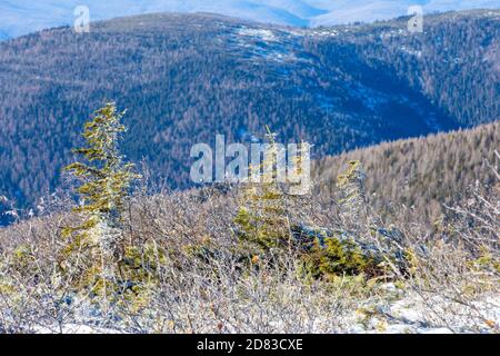 Die unberührte Natur des Zeya Reservats. Schneebedeckte Weihnachtsbäume stehen auf einem verschneiten Berg Stockfoto