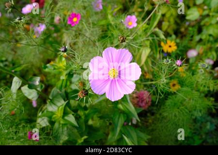 Sehr spät blühende schöne rosa Kosmos (Cosmos bipinnatus, unbekannte Sorte) Blume in einem Meer von Gartengrün in Ottawa, Ontario, Kanada. Stockfoto