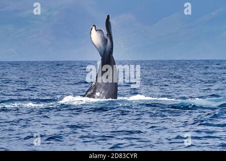 Kraftvolles, aber verspieltes Schwanzschlagenverhalten eines Buckelwals auf Maui. Stockfoto