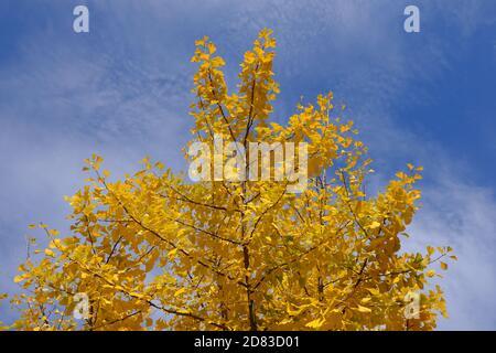 Verrücktes buttergelbes Laub eines großen, reifen Ginko (Ginkgo biloba) Baumes an einem sonnigen Herbst-/Herbsttag in Ottawa, Ontario, Kanada. Stockfoto