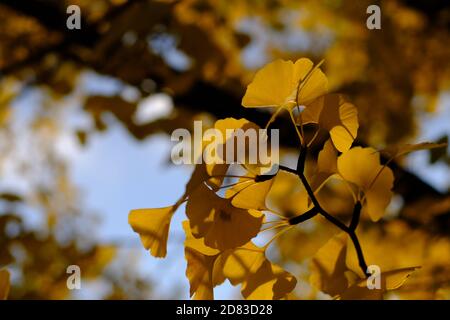 Verrücktes buttergelbes Laub eines großen, reifen Ginko (Ginkgo biloba) Baumes an einem sonnigen Herbst-/Herbsttag in Ottawa, Ontario, Kanada. Stockfoto