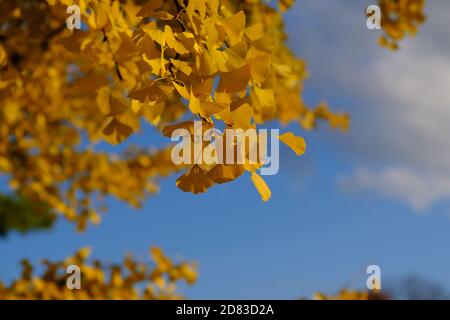 Verrücktes buttergelbes Laub eines großen, reifen Ginko (Ginkgo biloba) Baumes an einem sonnigen Herbst-/Herbsttag in Ottawa, Ontario, Kanada. Stockfoto