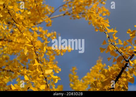 Verrücktes buttergelbes Laub eines großen, reifen Ginko (Ginkgo biloba) Baumes an einem sonnigen Herbst-/Herbsttag in Ottawa, Ontario, Kanada. Stockfoto