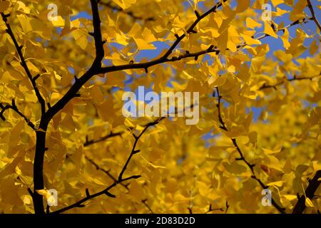 Verrücktes buttergelbes Laub eines großen, reifen Ginko (Ginkgo biloba) Baumes an einem sonnigen Herbst-/Herbsttag in Ottawa, Ontario, Kanada. Stockfoto