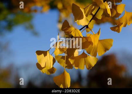 Verrücktes buttergelbes Laub eines großen, reifen Ginko (Ginkgo biloba) Baumes an einem sonnigen Herbst-/Herbsttag in Ottawa, Ontario, Kanada. Stockfoto