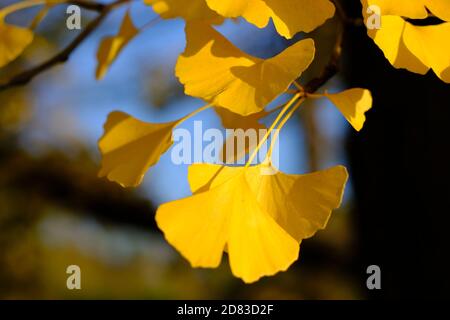 Verrücktes buttergelbes Laub eines großen, reifen Ginko (Ginkgo biloba) Baumes an einem sonnigen Herbst-/Herbsttag in Ottawa, Ontario, Kanada. Stockfoto