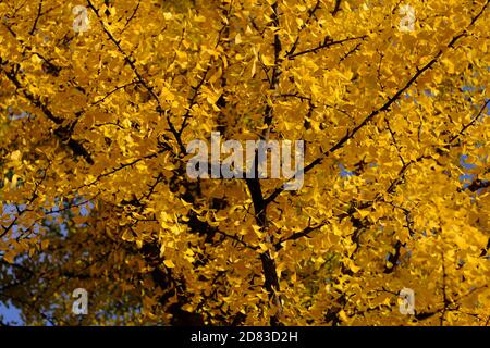 Verrücktes buttergelbes Laub eines großen, reifen Ginko (Ginkgo biloba) Baumes an einem sonnigen Herbst-/Herbsttag in Ottawa, Ontario, Kanada. Stockfoto