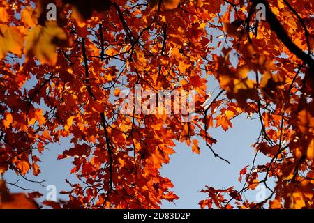 Herbstfärbung in Ottawa, Ontario, Kanada. Tieforange Ahornblatt glühend in der späten Nachmittagssonne. Stockfoto