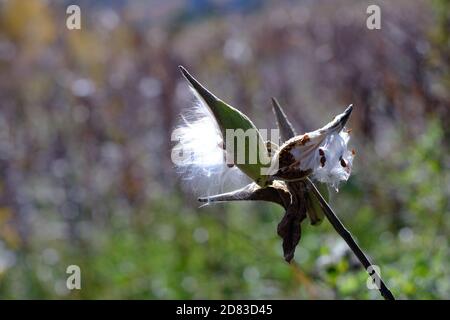 Samen, die aus einem Follikel - Milchkraut (Asclepias syriaca) floss in den Wind und streuen Samen. Wakefield, Quebec, Kanada. Stockfoto