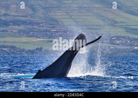 Wiederholtes Schwanzschlagen von einem Buckelwal auf Maui. Stockfoto