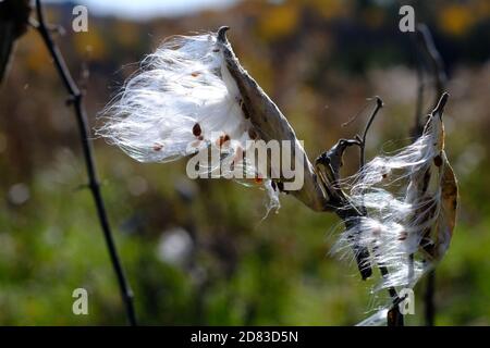 Samen, die aus einem Follikel hervorgehen - Gemeine Milchkrautpflanze (Asclepias syriaca), die im Wind weht und Samen streut. Wakefield, Quebec, Kanada. Stockfoto