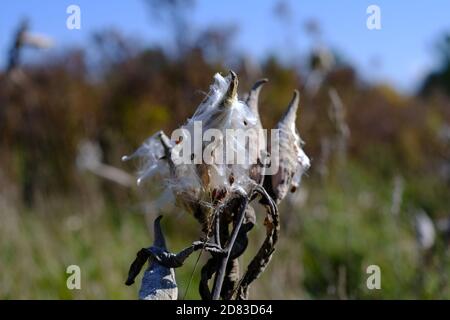 Samen, die aus einem Follikel hervorgehen - Gemeine Milchkrautpflanze (Asclepias syriaca), die im Wind weht und Samen streut. Wakefield, Quebec, Kanada. Stockfoto