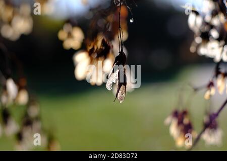 Cluster von Helikoptersamen eines amur-Ahorns (Acer ginnala) leuchten hell an einem sonnigen Morgen in Ottawa, Ontario, Kanada. Stockfoto