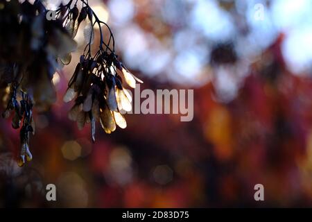 Glühender Helikoptersamen und roter Hintergrund eines amur-Ahorns (Acer ginnala) in voller Herbstfarbe an einem sonnigen Morgen in Ottawa, Ontario, Kanada. Stockfoto