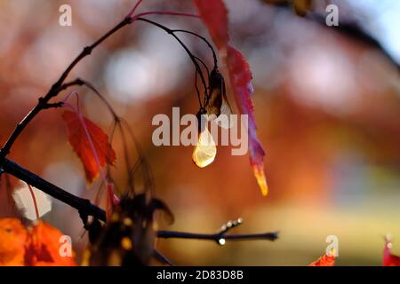 Glühender Helikoptersamen und rotes Blatt eines amur-Ahorns (Acer ginnala) in voller Herbstfarbe an einem sonnigen Morgen in Ottawa, Ontario, Kanada. Stockfoto