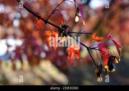 Glühender Helikoptersamen und rotes Blatt eines amur-Ahorns (Acer ginnala) in voller Herbstfarbe an einem sonnigen Morgen in Ottawa, Ontario, Kanada. Stockfoto