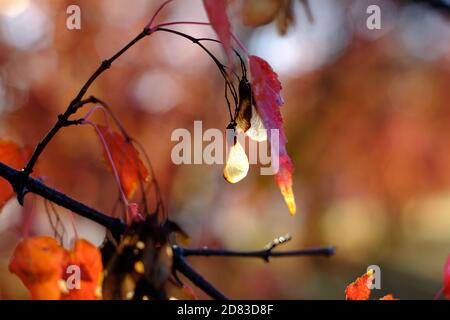 Glühender Helikoptersamen und rotes Blatt eines amur-Ahorns (Acer ginnala) in voller Herbstfarbe an einem sonnigen Morgen in Ottawa, Ontario, Kanada. Stockfoto